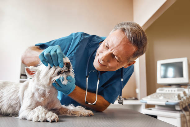 Best Emergency Root Canal Treatment in Cherokee, NC